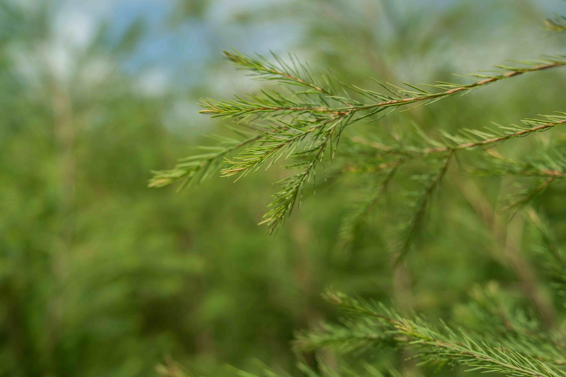 3X Impact Tea Tree, Kenya 2