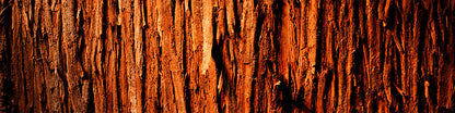 Doterra Vörös cédrus (Cedarwood) illóolaj 15 ml
