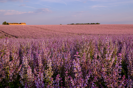 Muskotályzsálya mező - clary sage